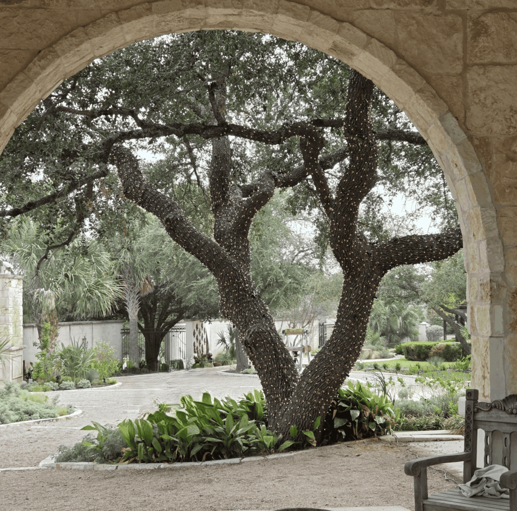 Custom Tree wraps in Westlake and Rollingwood. Austin Gutters, Gutters in Austin.